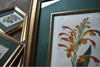 Set of Eight Framed Georgian Hand Coloured Botanical Engravings -  W.S Curtis, London 1800-1830