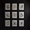 A Set Of Nine Fine Conchology Shell Engravings, Thomas Milton - Dated 1803