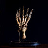 Magnificent Fossilised Ice Age Cave Bear Paw in Glass Dome.