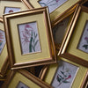Set of Nine 18th Century Framed Hand Coloured Botanical Engravings - William Curtis, London 1799.