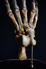 Magnificent Fossilised Ice Age Cave Bear Paw in Glass Dome.