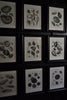 A Set Of Nine Fine Conchology Shell Engravings, Thomas Milton - Dated 1803