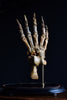 Magnificent Fossilised Ice Age Cave Bear Paw in Glass Dome.