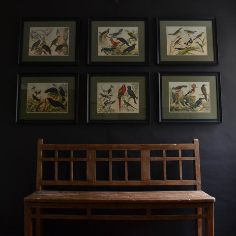 Six Framed Hand Coloured Lithographs Of Birds -  Von Schubert, Circa 1886