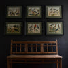 Six Framed Hand Coloured Lithographs Of Birds -  Von Schubert, Circa 1886