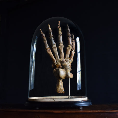 Magnificent Fossilised Ice Age Cave Bear Paw in Glass Dome.