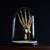 Magnificent Fossilised Ice Age Cave Bear Paw in Glass Dome.