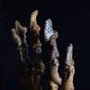 Magnificent Fossilised Ice Age Cave Bear Paw in Glass Dome.