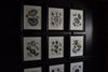 A Set Of Nine Fine Conchology Shell Engravings, Thomas Milton - Dated 1803