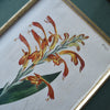 Set of Eight Framed Georgian Hand Coloured Botanical Engravings -  W.S Curtis, London 1800-1830