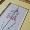 Set of Nine 18th Century Framed Hand Coloured Botanical Engravings - William Curtis, London 1799.