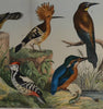 Six Framed Hand Coloured Lithographs Of Birds -  Von Schubert, Circa 1886