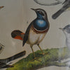 Six Framed Hand Coloured Lithographs Of Birds -  Von Schubert, Circa 1886
