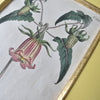 Set of Nine 18th Century Framed Hand Coloured Botanical Engravings - William Curtis, London 1799.