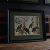 Six Framed Hand Coloured Lithographs Of Birds -  Von Schubert, Circa 1886