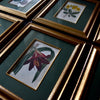 Set of Nine 18th Century Framed Hand Coloured Botanical Engravings - William Curtis , London 1799.