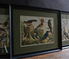 Six Framed Hand Coloured Lithographs Of Birds -  Von Schubert, Circa 1886