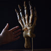 Magnificent Fossilised Ice Age Cave Bear Paw in Glass Dome.