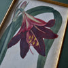 Set of Nine 18th Century Framed Hand Coloured Botanical Engravings - William Curtis , London 1799.