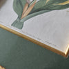 Set of Nine 18th Century Framed Hand Coloured Botanical Engravings - William Curtis , London 1799.