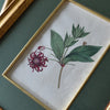 Set of Nine 18th Century Framed Hand Coloured Botanical Engravings - William Curtis , London 1799.