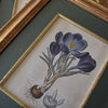 Set of Eight Framed Georgian Hand Coloured Botanical Engravings -  W.S Curtis, London 1800-1830