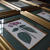Set of Eight Framed Georgian Hand Coloured Botanical Engravings - William Curtis, London 1794-1815