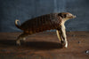 Victorian Taxidermy Hairy Armadilo 'SOLD