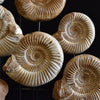 Display of Fourteen Madagascan Ammonite Fossil Specimens in a Victorian Dome.