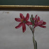 Set of Eight Framed Georgian Hand Coloured Botanical Engravings - William Curtis, London 1794-1815
