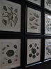 A Set Of Nine Fine Conchology Shell Engravings, Thomas Milton - Dated 1803