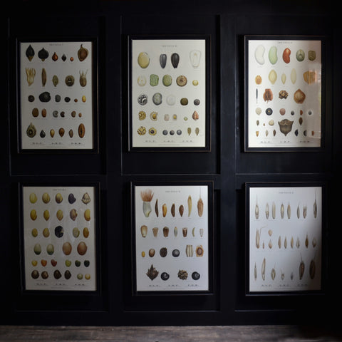 A Set Of Six Framed Danish Seed Chart Prints - Ellen Backe, Circa 1948