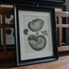 A Set Of Nine Fine Conchology Shell Engravings, Thomas Milton - Dated 1803