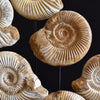 Display of Fourteen Madagascan Ammonite Fossil Specimens in a Victorian Dome.
