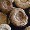 Display of Fourteen Madagascan Ammonite Fossil Specimens in a Victorian Dome.
