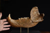 Magnificent Fossilised Ice Age Cave Bear Jaw.