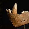 Magnificent Fossilised Ice Age Cave Bear Jaw.