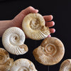 Display of Fourteen Madagascan Ammonite Fossil Specimens in a Victorian Dome.