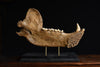 Magnificent Fossilised Ice Age Cave Bear Jaw.