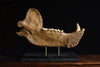 Magnificent Fossilised Ice Age Cave Bear Jaw.