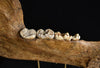 Magnificent Fossilised Ice Age Cave Bear Jaw.