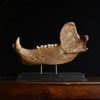 Magnificent Fossilised Ice Age Cave Bear Jaw.