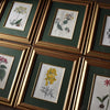 Set of Eight Framed Georgian Hand Coloured Botanical Engravings - William Curtis, London 1794-1815