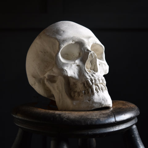 A Good Quality Direct Cast of a Skull.