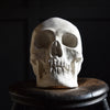 A Good Quality Direct Cast of a Skull.