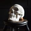 A Good Quality Direct Cast of a Skull.