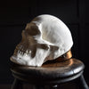 A Good Quality Direct Cast of a Skull.