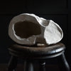 A Good Quality Direct Cast of a Skull.