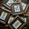 Set of Eight Framed Georgian Hand Coloured Botanical Engravings - William Curtis, London 1794-1815