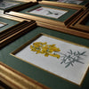 Set of Eight Framed Georgian Hand Coloured Botanical Engravings - William Curtis, London 1794-1815